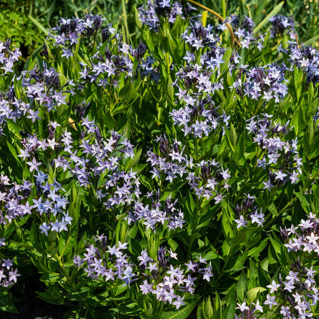 Amsonia orientalis - Blauwe ster