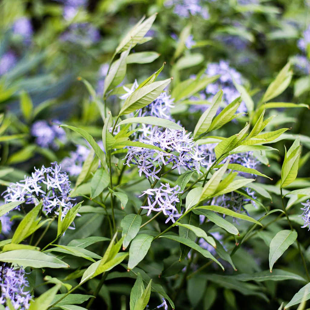 Amsonia tabernaemontana var. salicifolia - Blauwe ster
