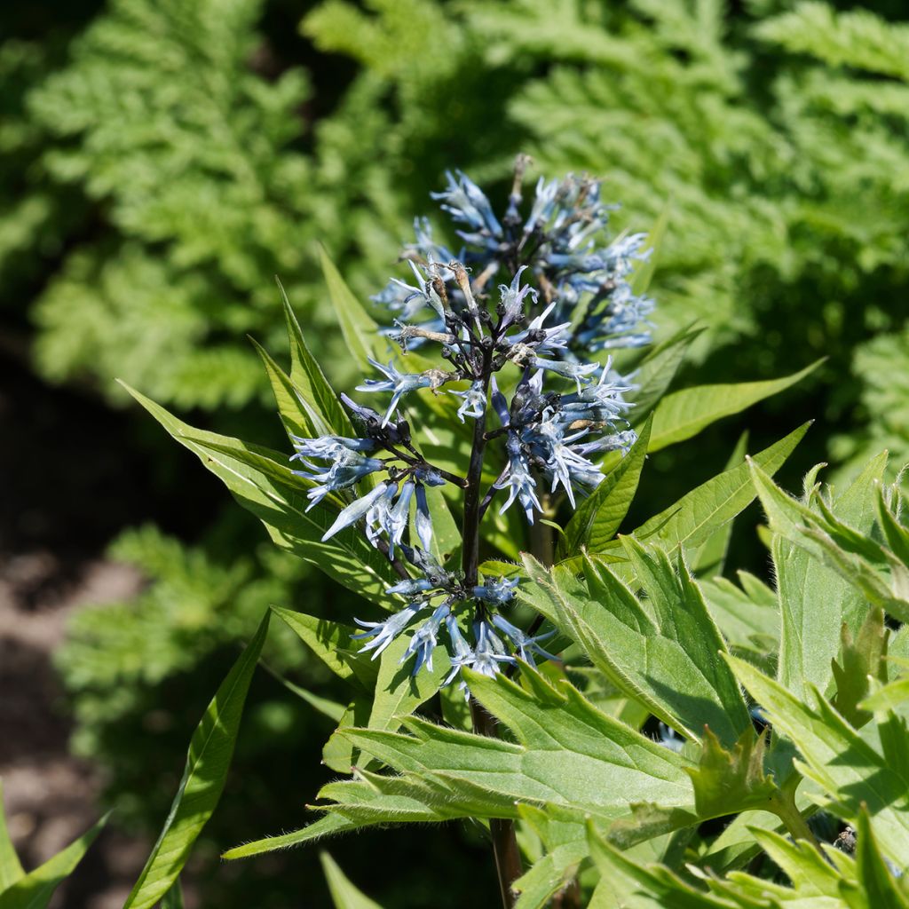 Amsonia tabernaemontana var. salicifolia - Blauwe ster