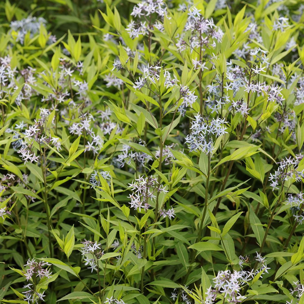 Amsonia tabernaemontana var. salicifolia - Blauwe ster
