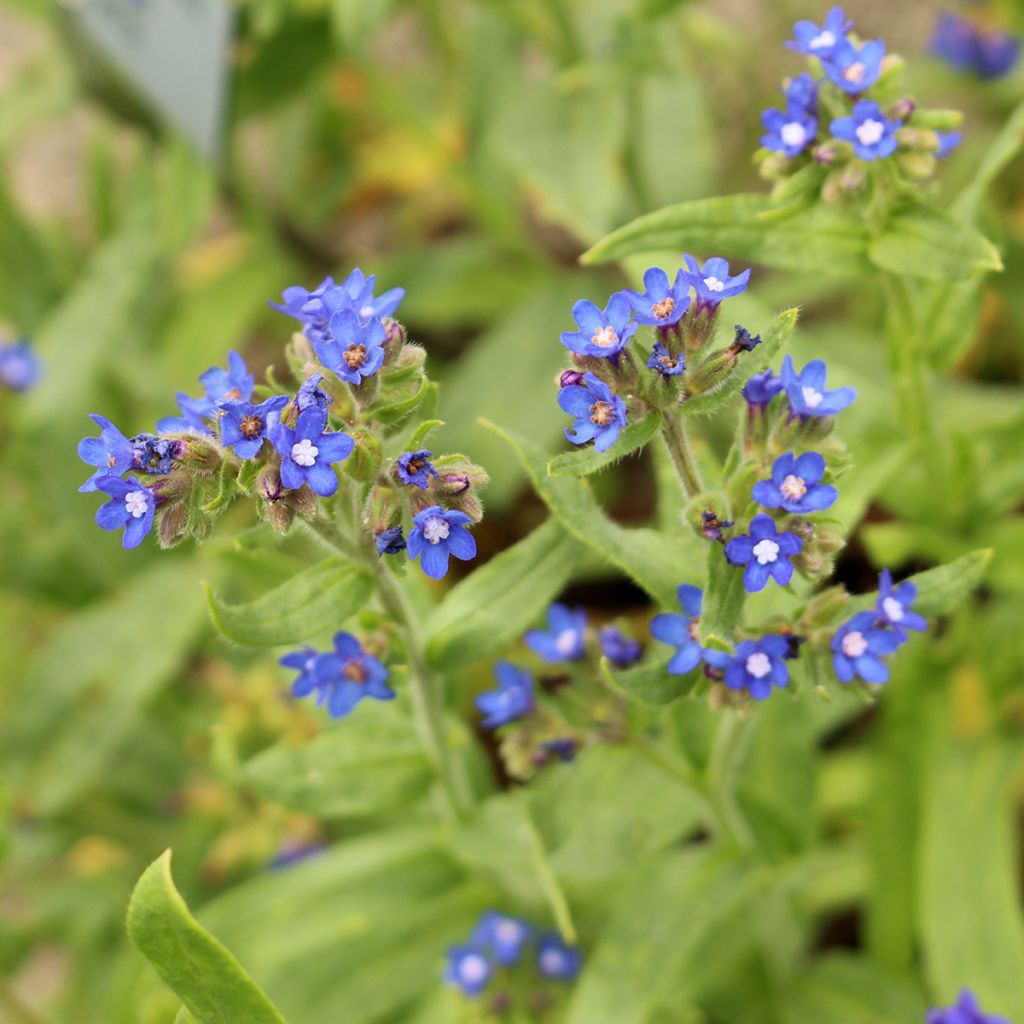 Anchusa azurea Loddon Royalist - Italiaanse ossentong