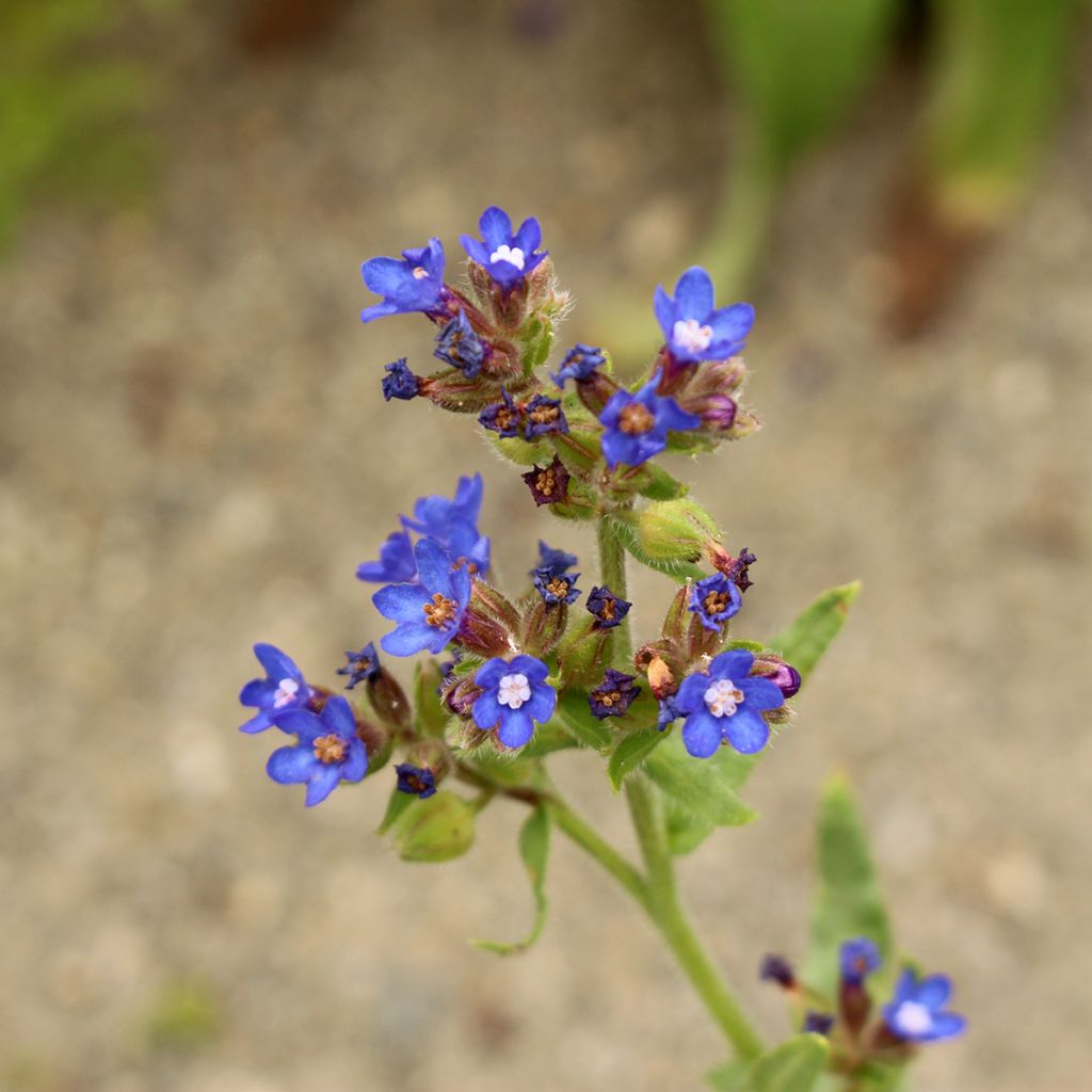 Anchusa azurea Loddon Royalist - Italiaanse ossentong