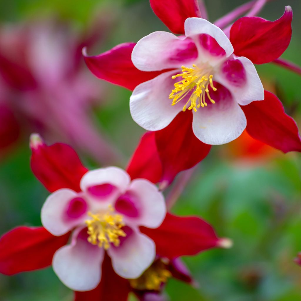 Akelei roze Rose Queen - Aquilegia caerulea