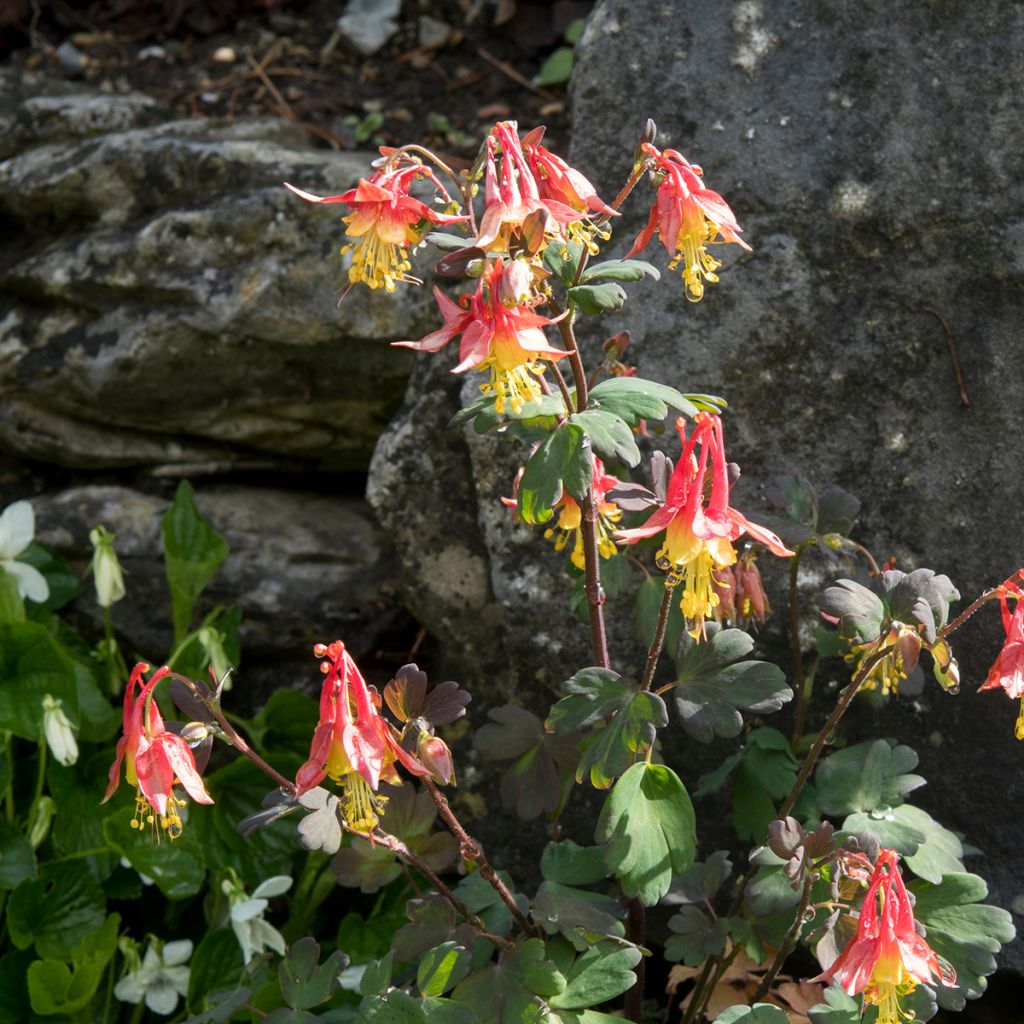 Aquilegia formosa - Akelei