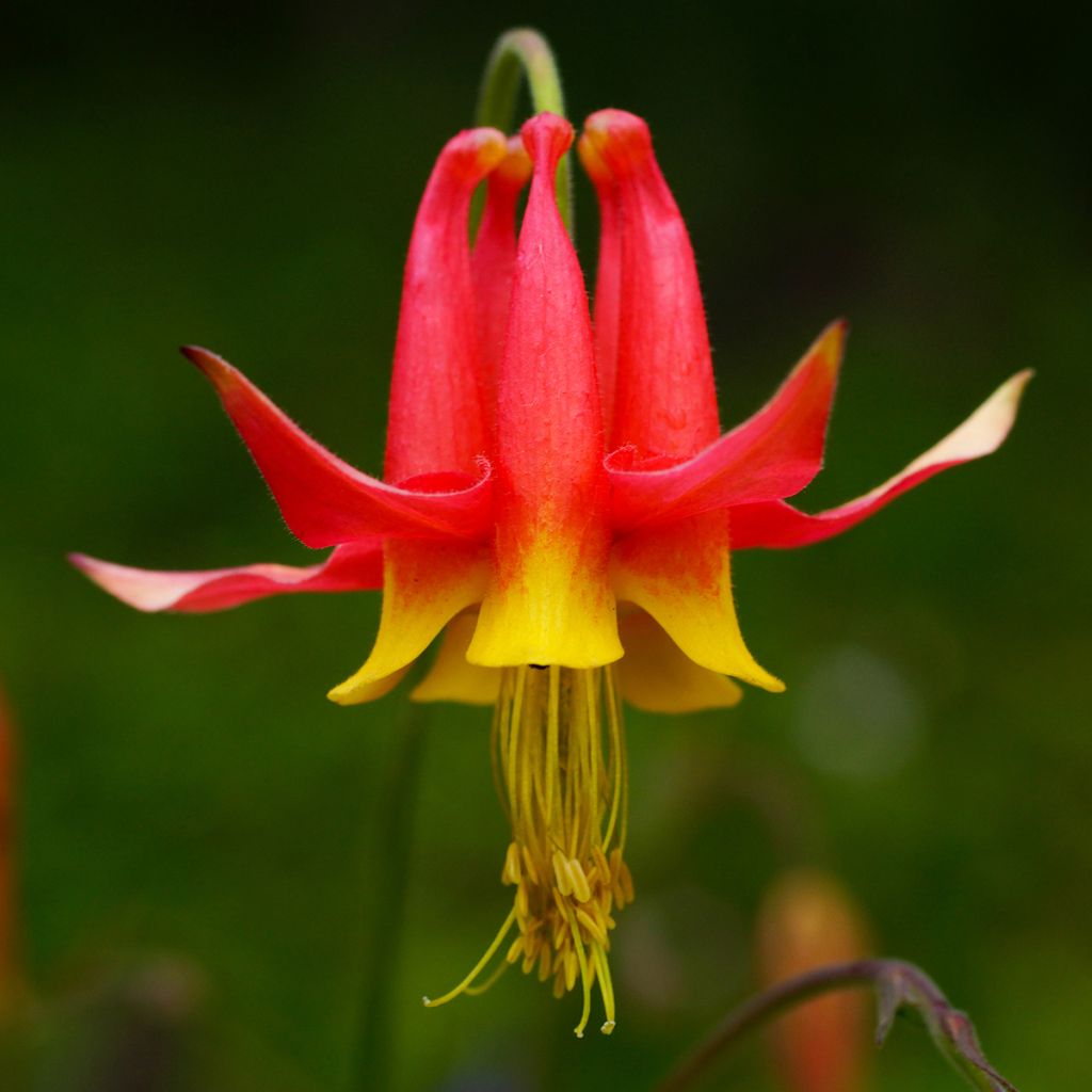 Aquilegia formosa - Akelei