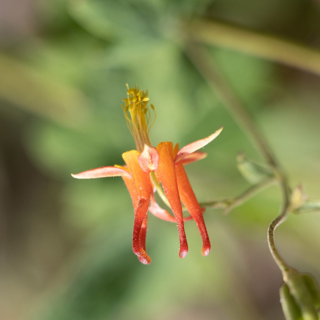 Aquilegia formosa - Akelei