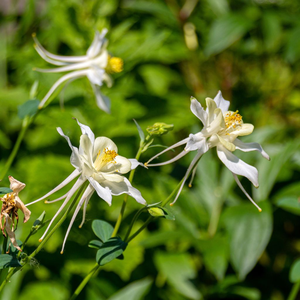 Aquilegia fragrans - Geur-akelei