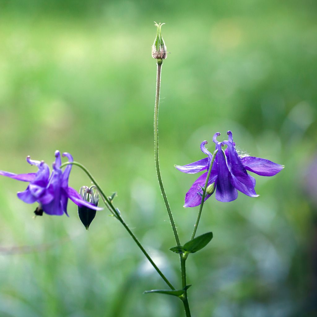 Aquilegia vulgaris - Wilde akelei