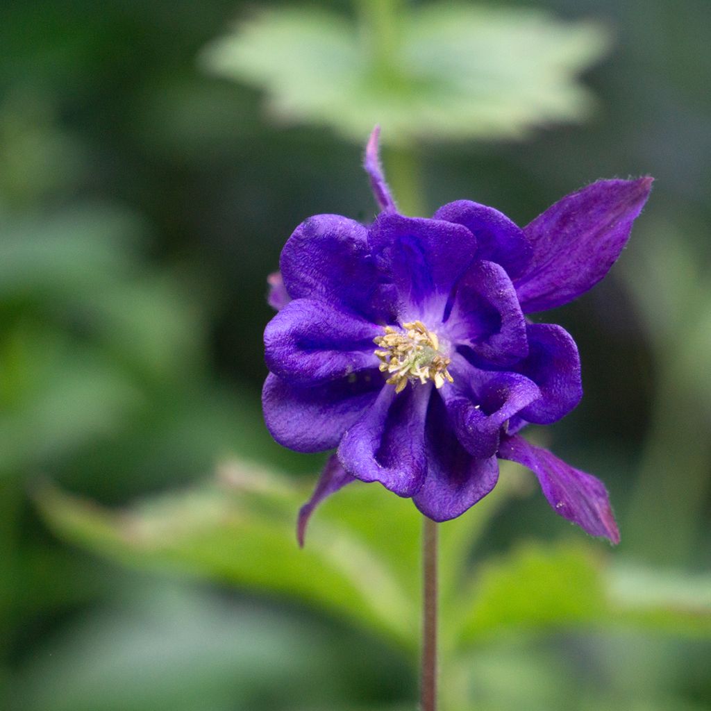 Aquilegia vulgaris - Wilde akelei