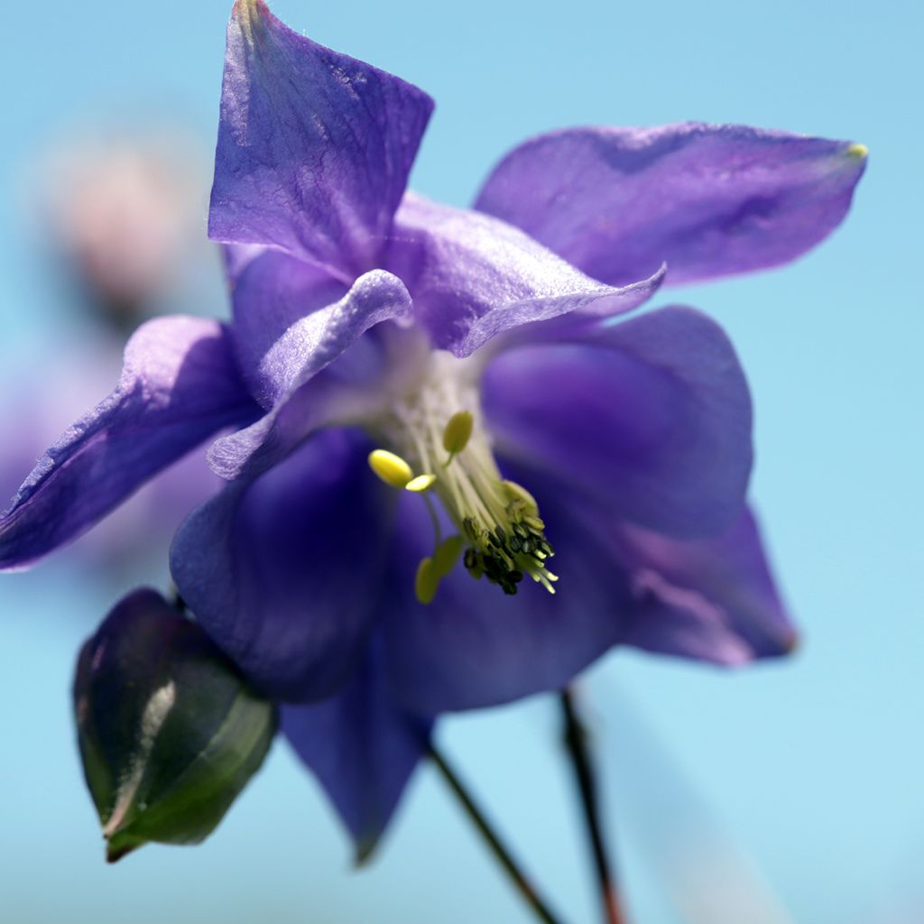 Aquilegia vulgaris - Wilde akelei