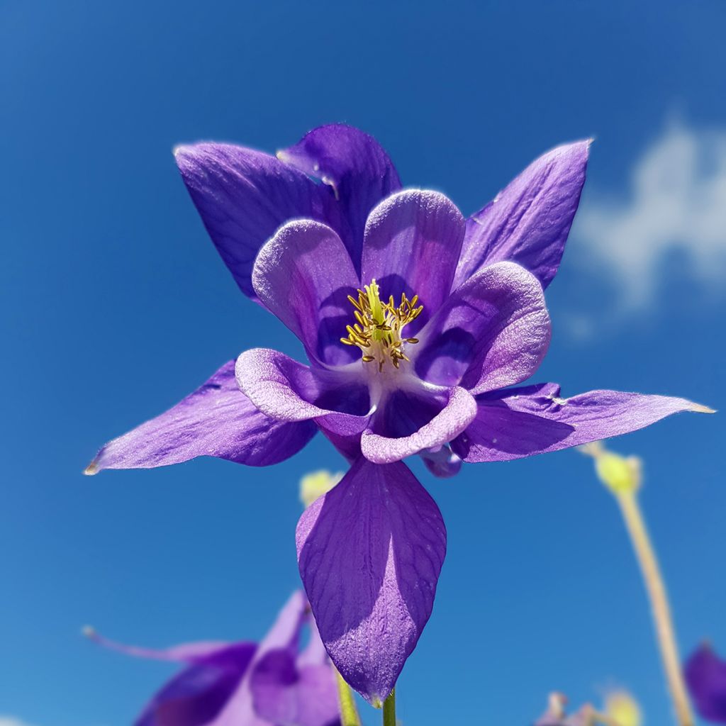 Aquilegia vulgaris - Wilde akelei