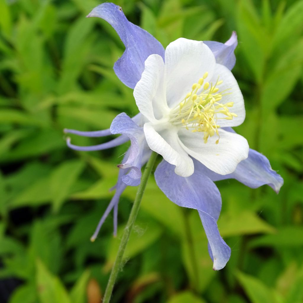 Akelei Blue Star - Aquilegia