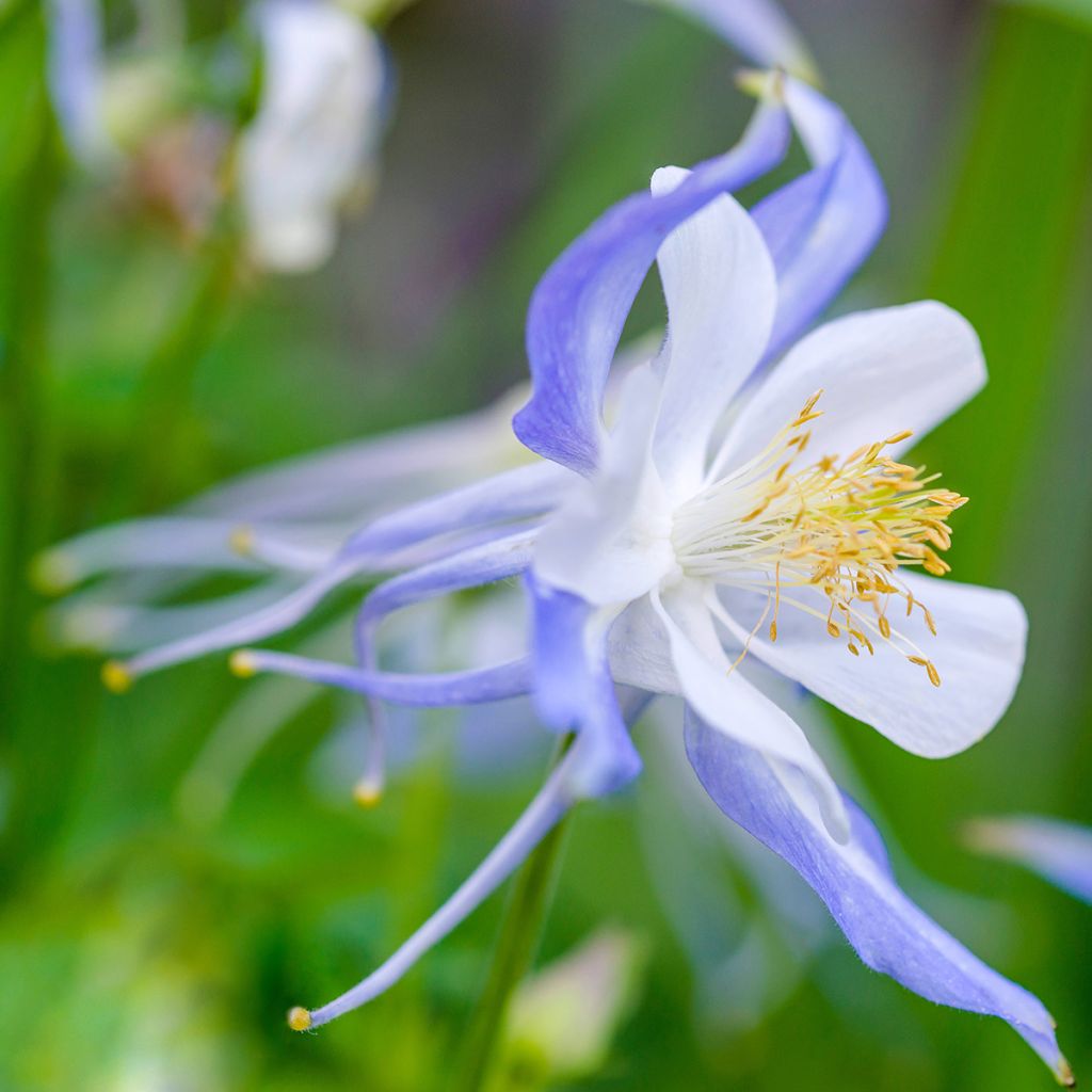Akelei Blue Star - Aquilegia