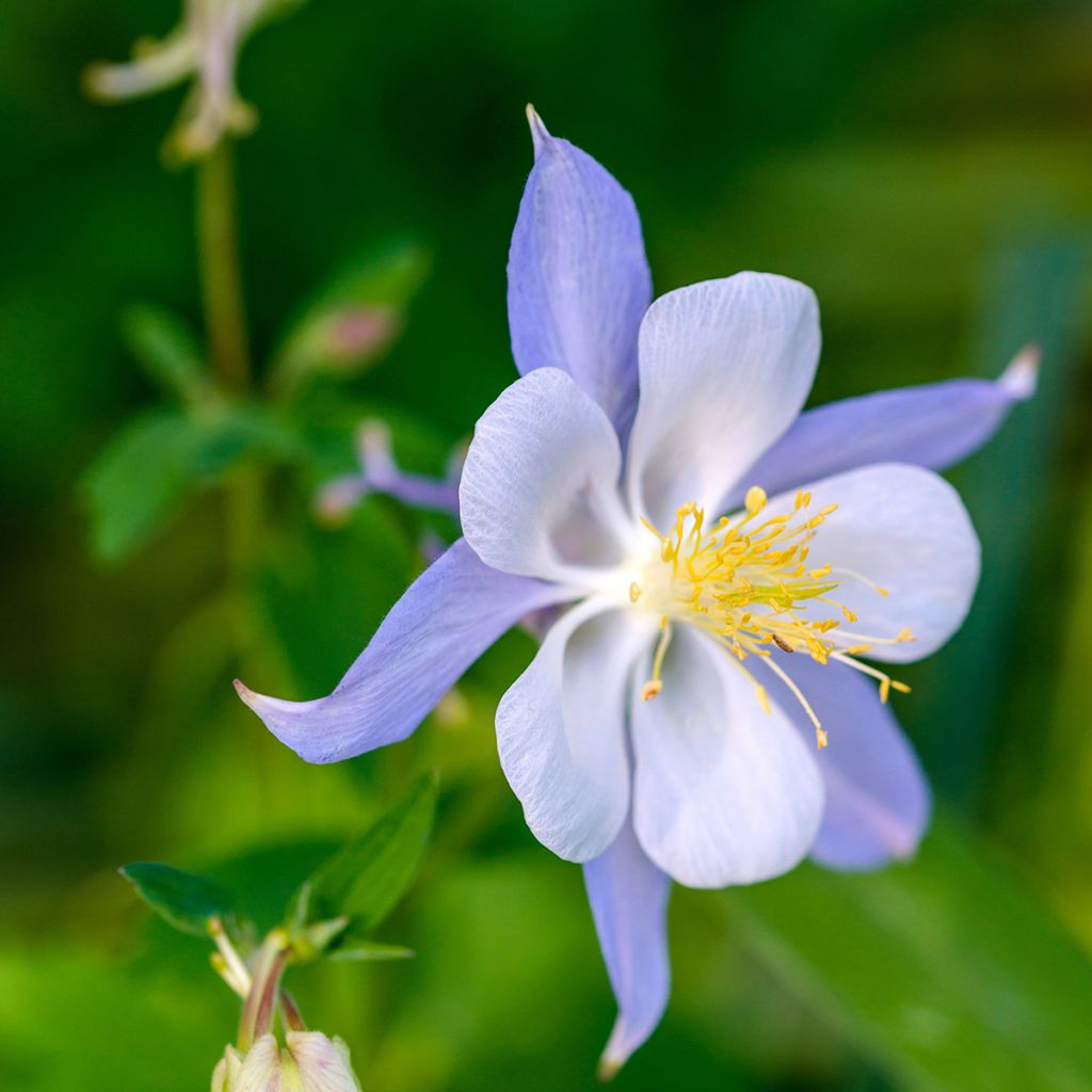 Akelei Blue Star - Aquilegia