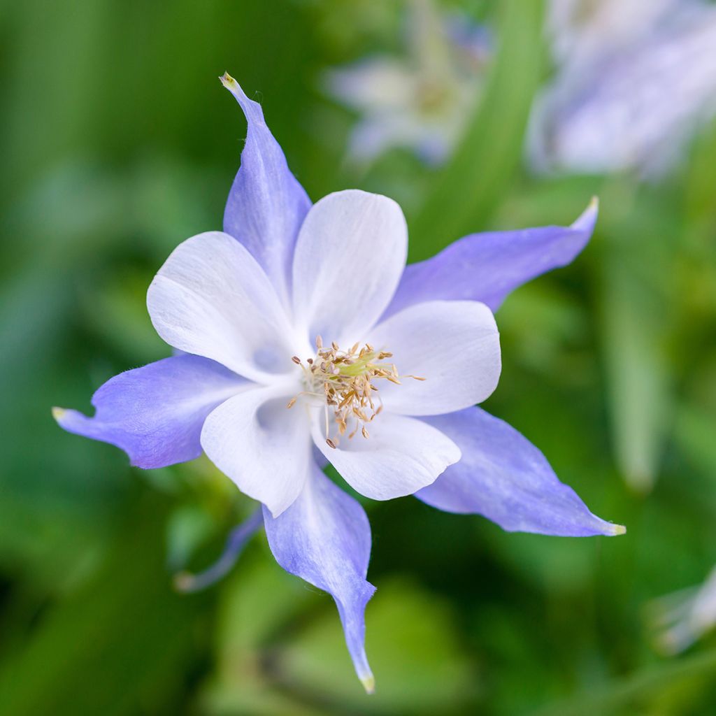 Akelei Blue Star - Aquilegia