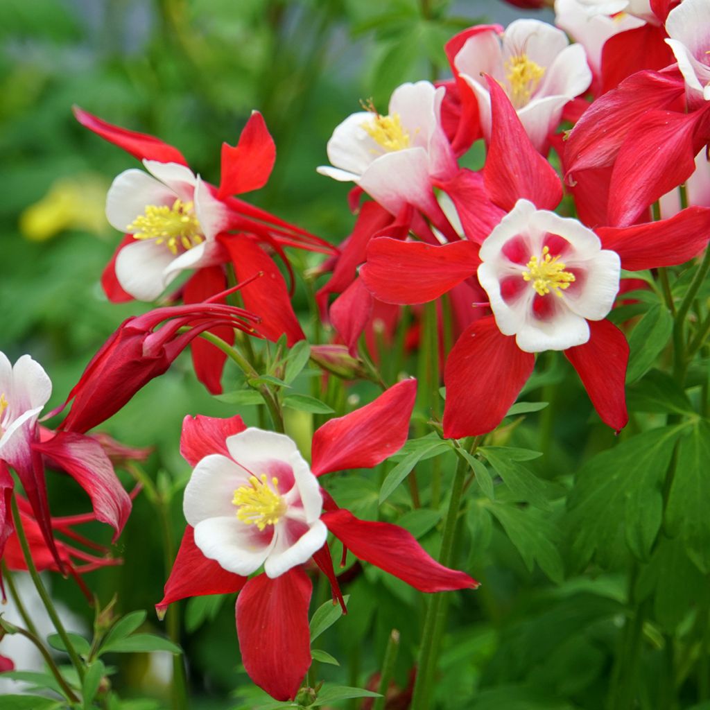 Akelei Crimson Star - Aquilegia vulgaris