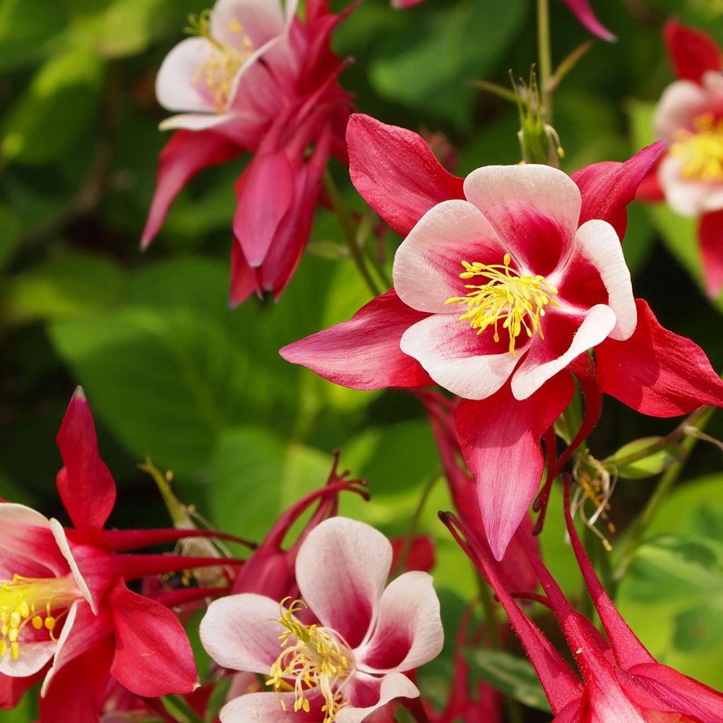 Akelei Crimson Star - Aquilegia vulgaris