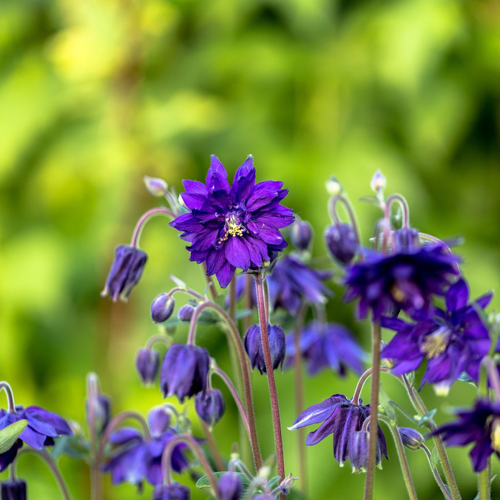 Akelei Blue Barlow - Aquilegia vulgaris