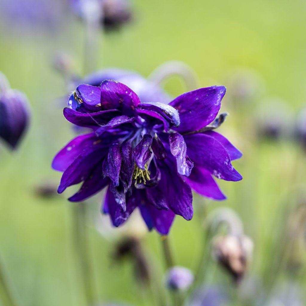 Akelei Blue Barlow - Aquilegia vulgaris