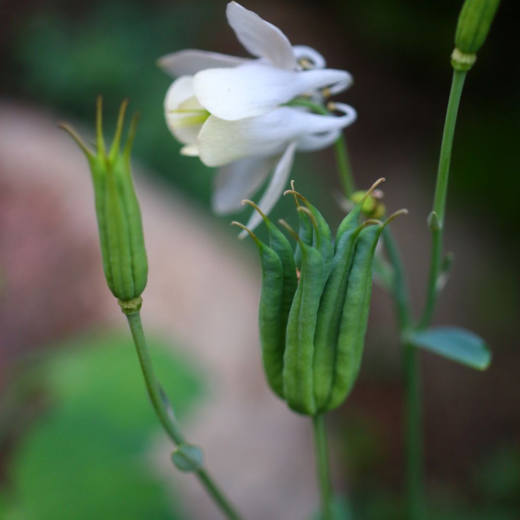 Aquilegia flabellata pumila alba - Dwergakelei wit