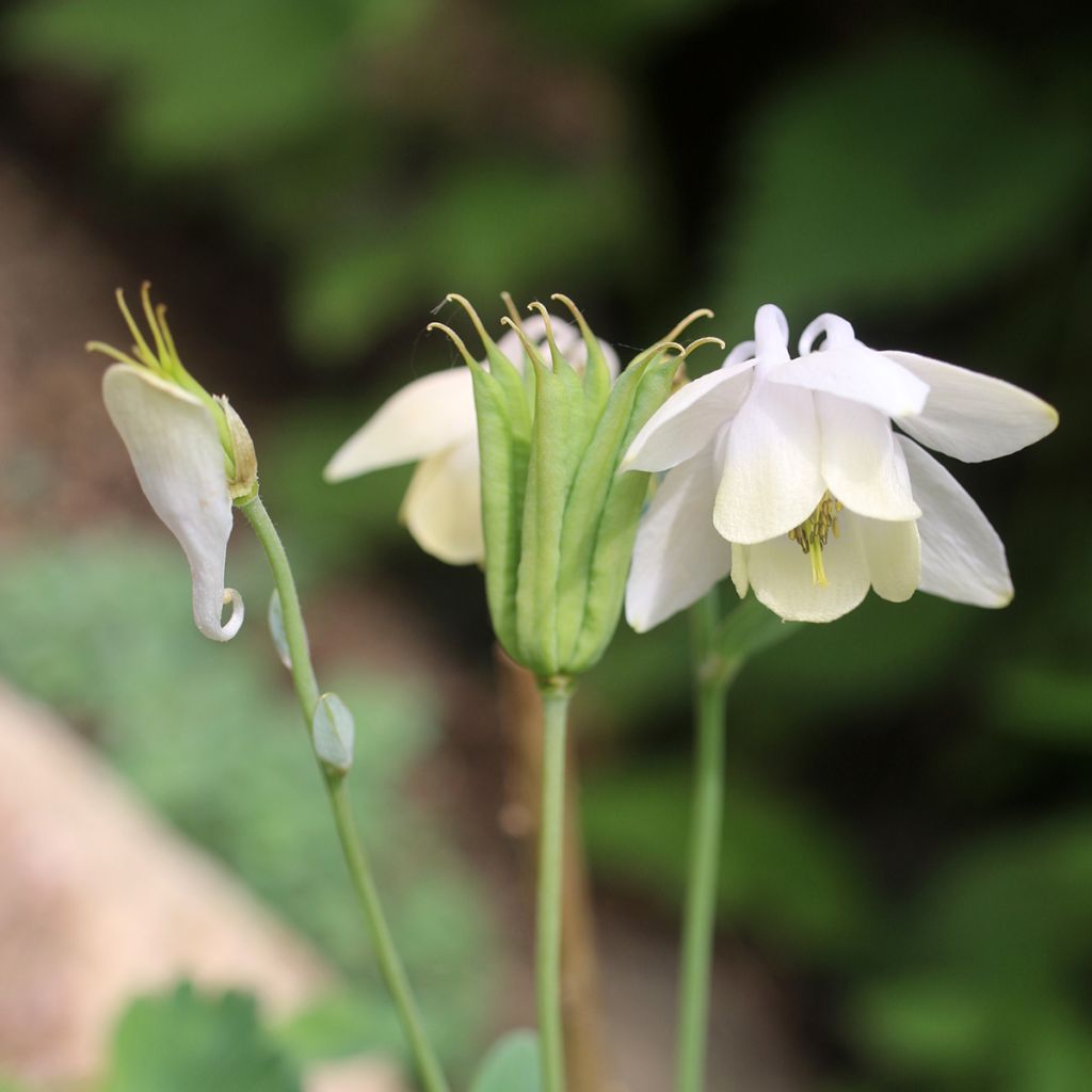 Aquilegia flabellata pumila alba - Dwergakelei wit