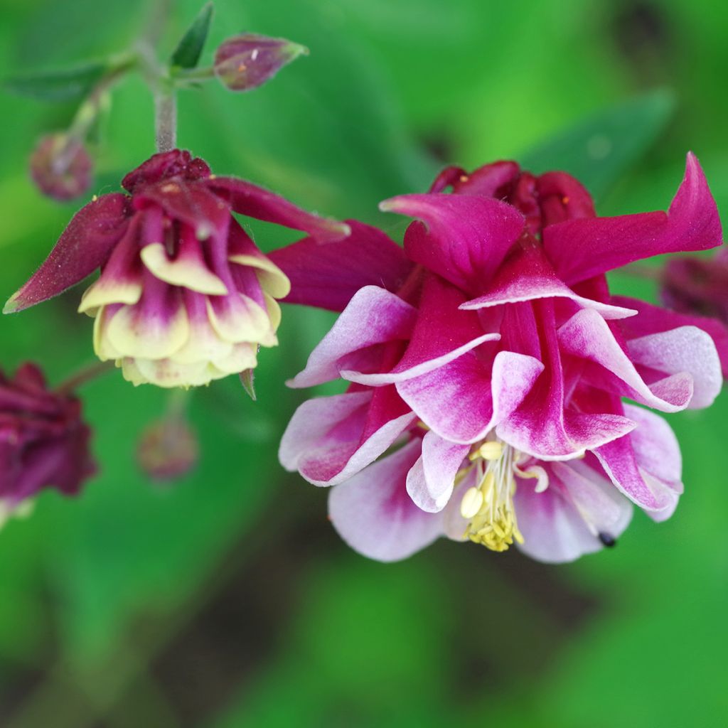 Akelei Winky Red White - Aquilegia vulgaris