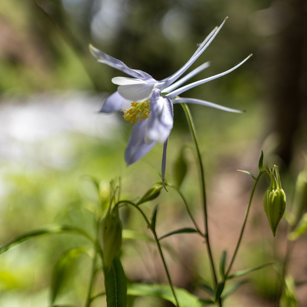 Ancolie wit Snow Queen - Aquilegia caerulea