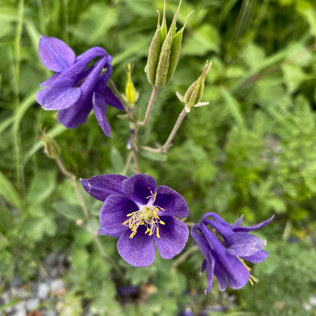 Aquilegia alpina - Alpenakelei