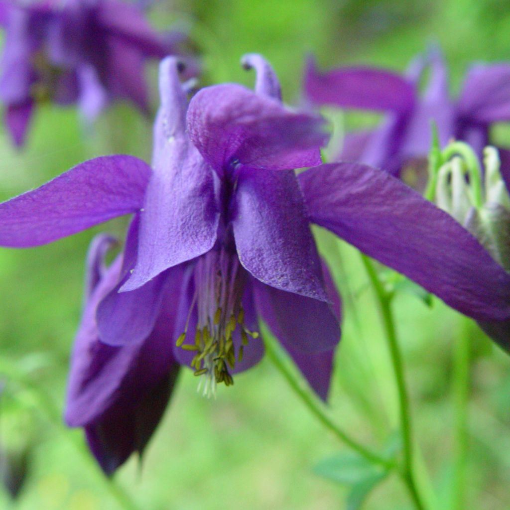 Aquilegia alpina - Alpenakelei