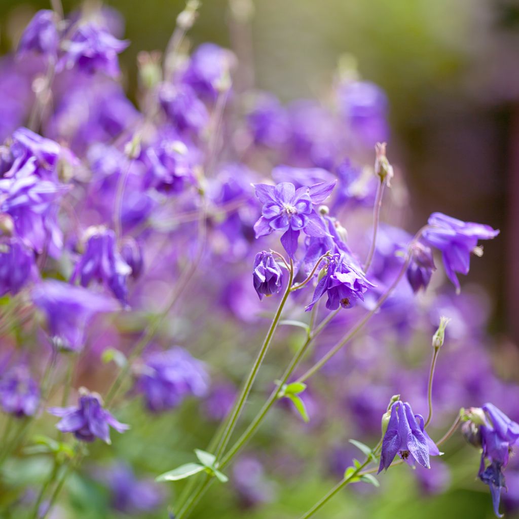 Aquilegia alpina - Alpenakelei