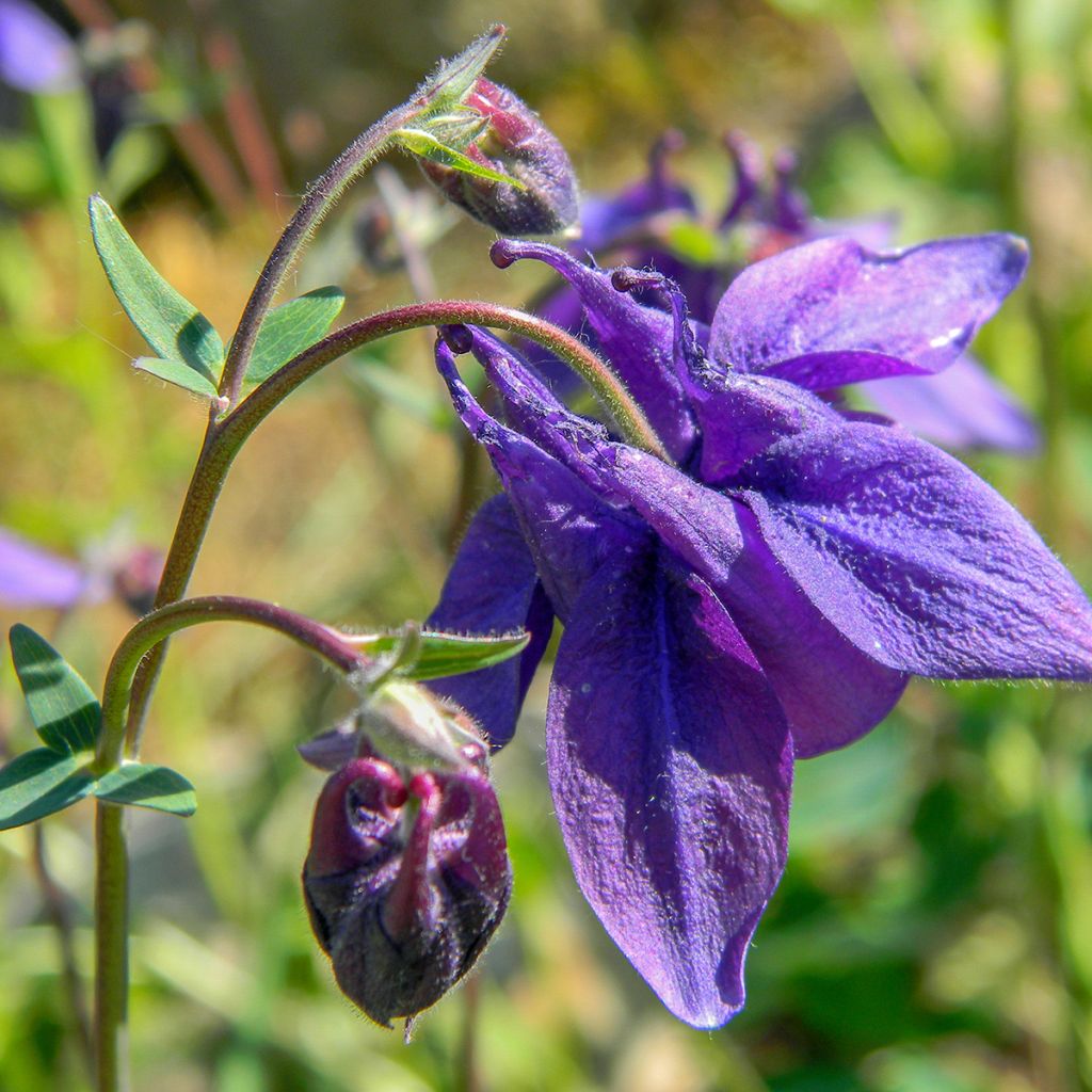 Aquilegia alpina - Alpenakelei