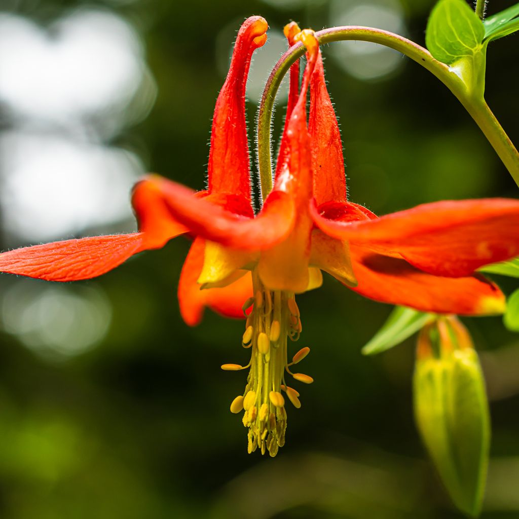 Aquilegia canadensis - Canadese akelei