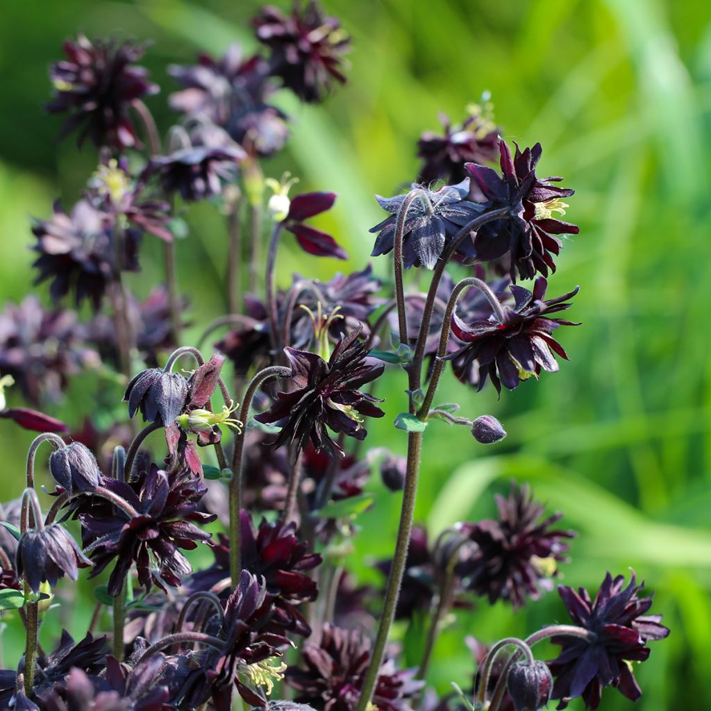 Akelei Black Barlow - Aquilegia vulgaris