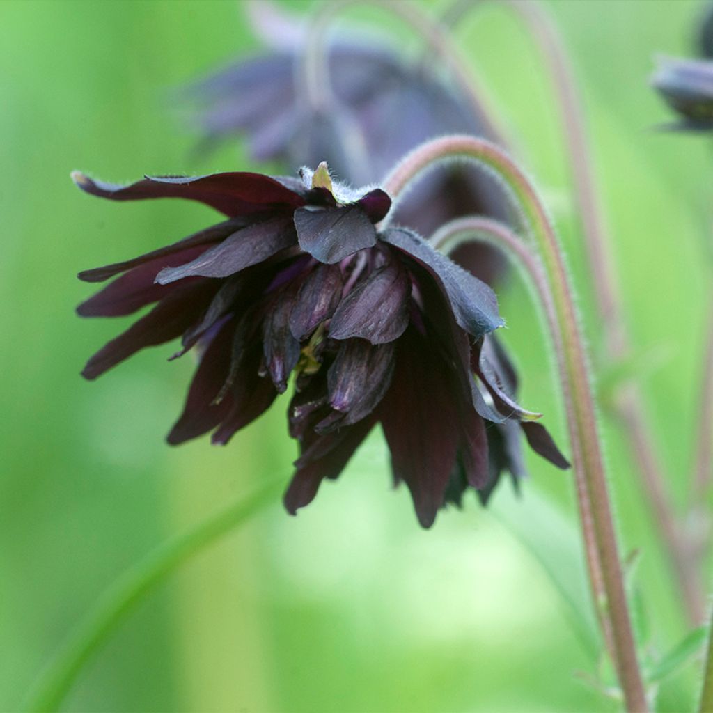 Akelei Black Barlow - Aquilegia vulgaris