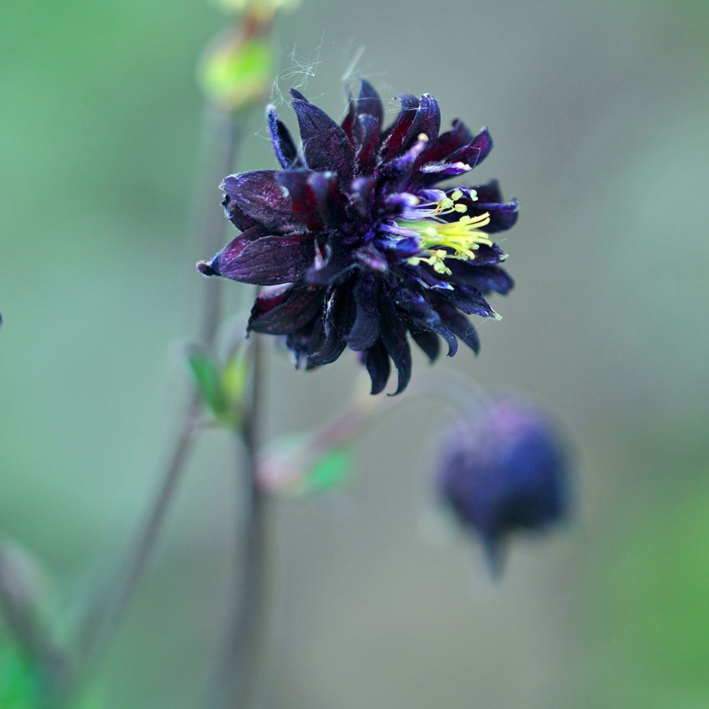 Akelei Black Barlow - Aquilegia vulgaris