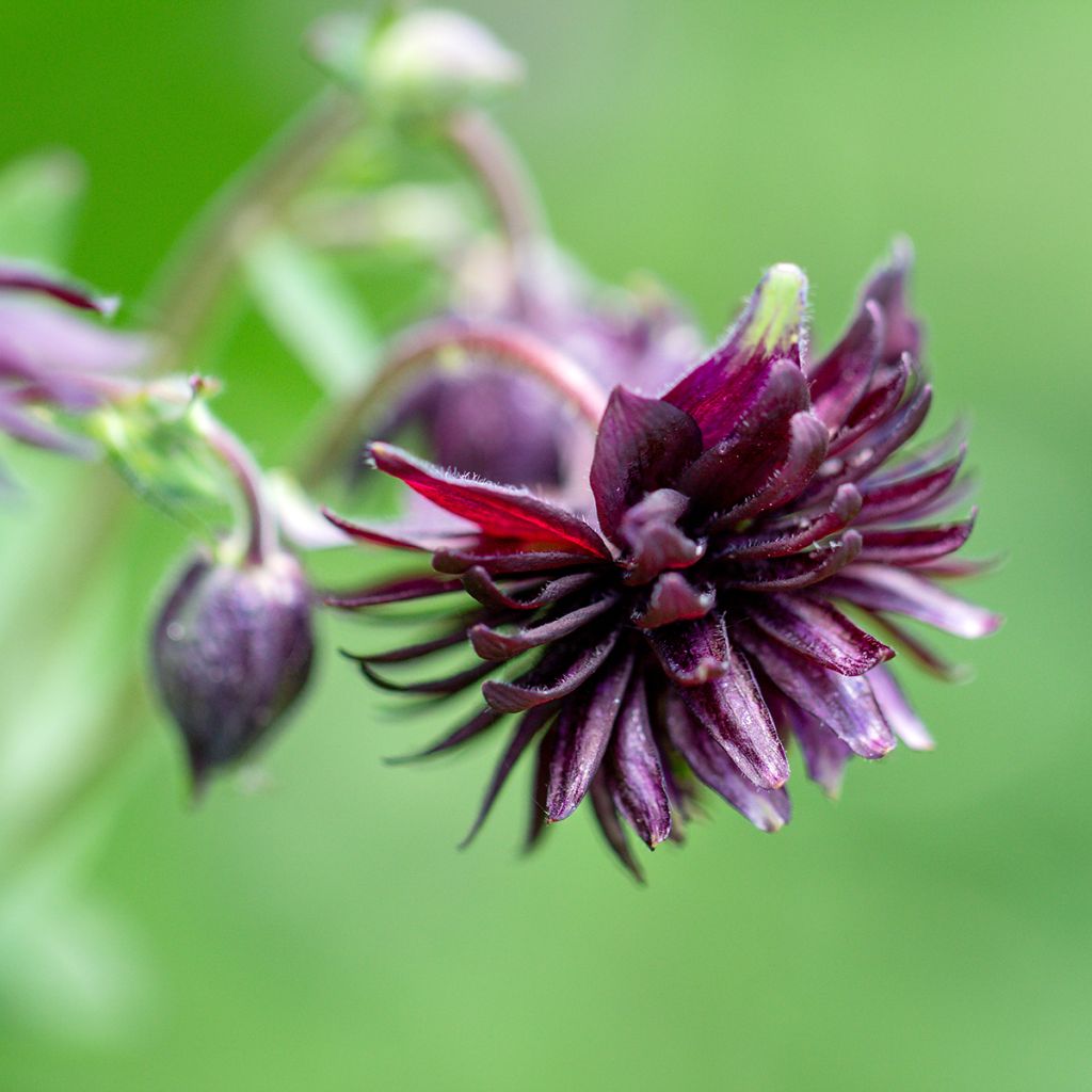 Akelei Black Barlow - Aquilegia vulgaris