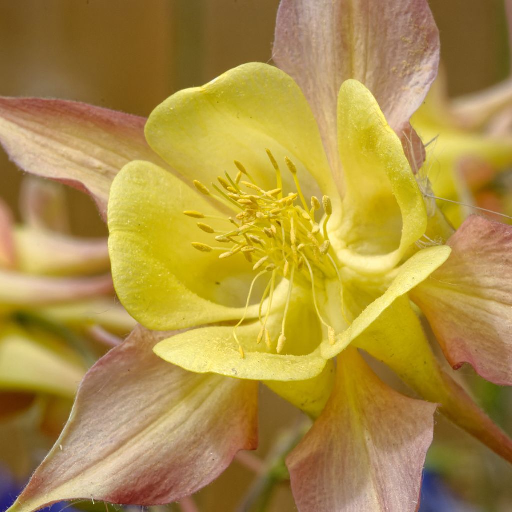 Gele akelei Yellow Queen - Aquilegia chrysantha