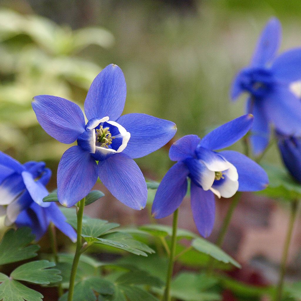 Dwergakelei Cameo Blue and White - Aquilegia flabellata