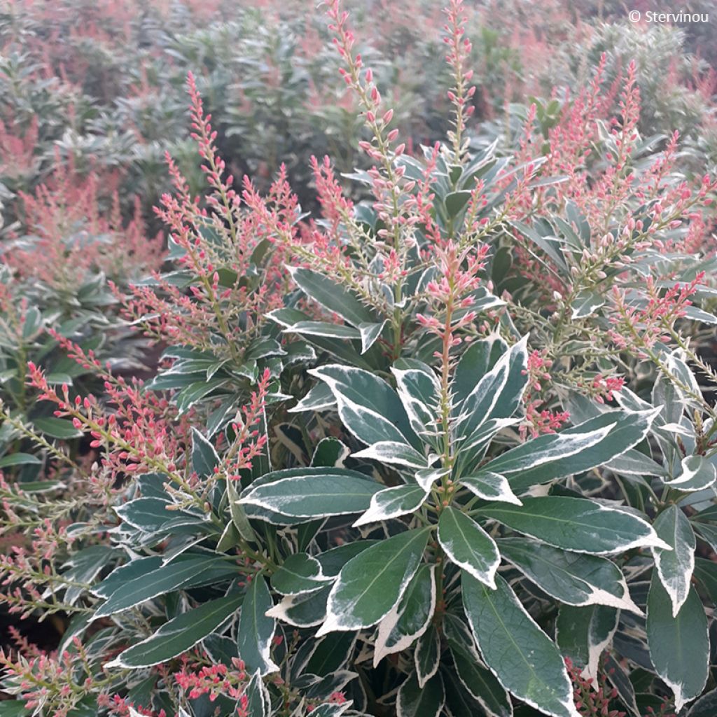 Pieris japonica Polar Passion - Japanse rotsheide