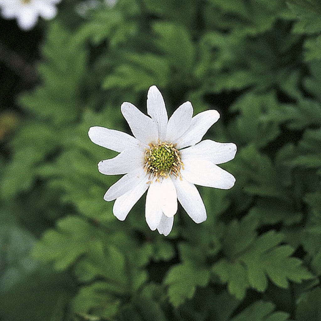 Anemone apennina Alba - Blauwe anemoon