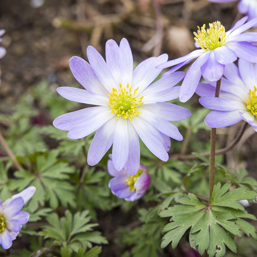 Anemone blanda Blue Splendour - Oosterse anemoon