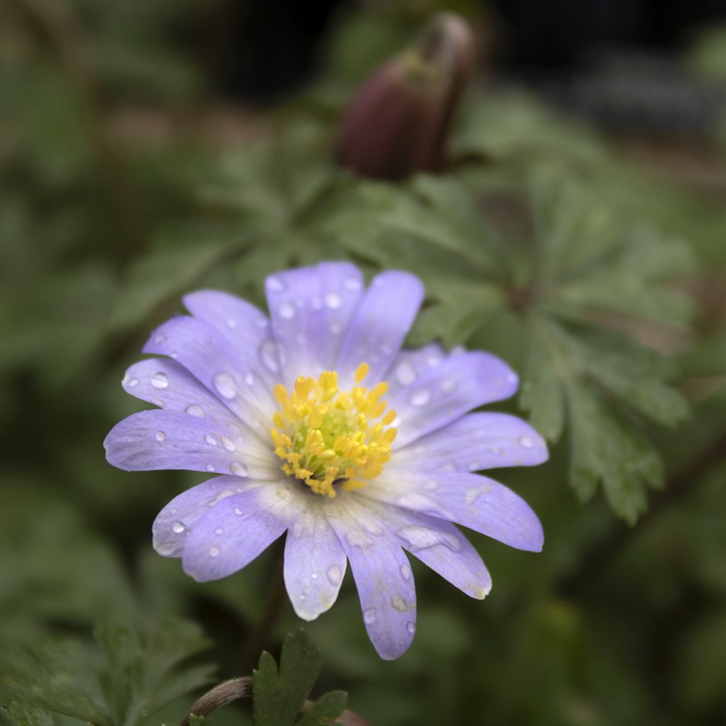 Anemone blanda Blue Splendour - Oosterse anemoon
