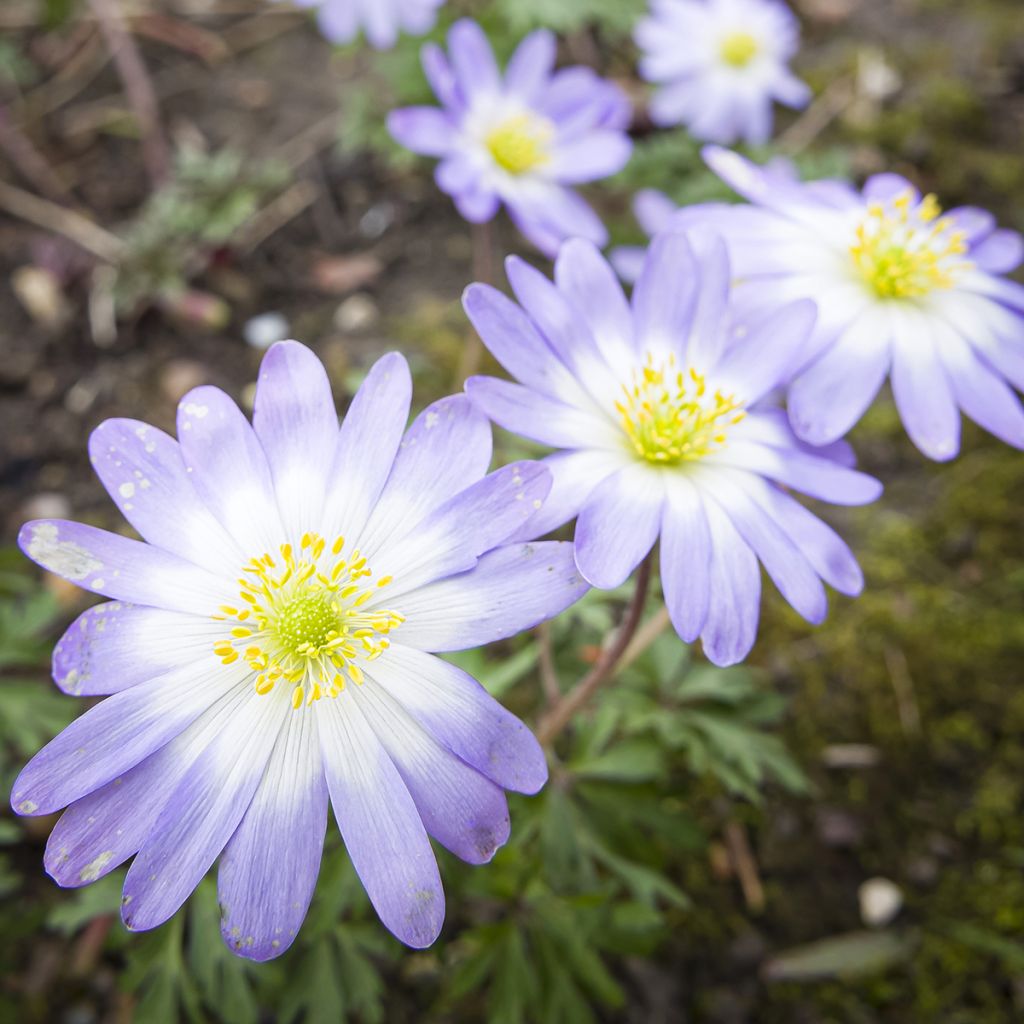 Anemone blanda Blue Splendour - Oosterse anemoon