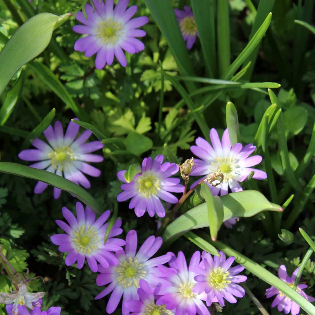 Anemone blanda Charmer - Oosterse anemoon