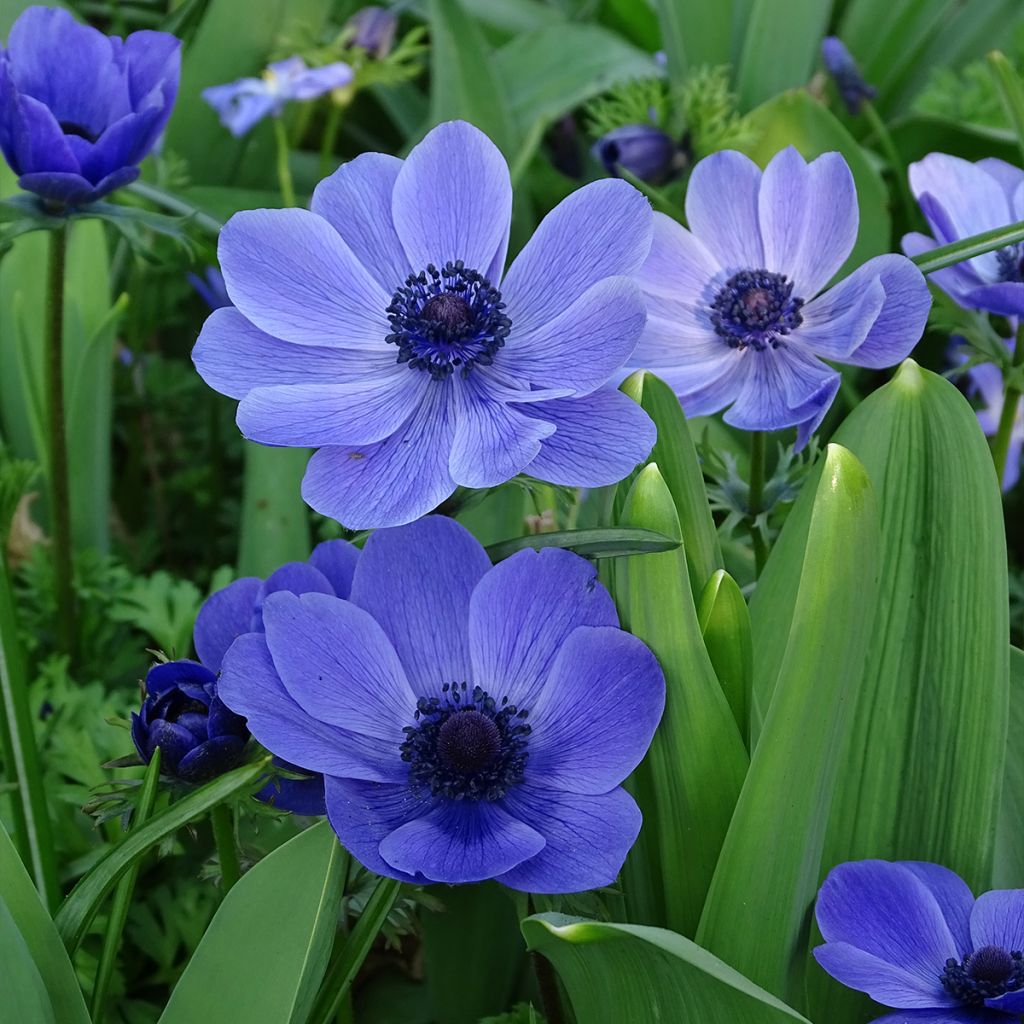 Anemone coronaria Mr Fokker - Klaproos-anemoon