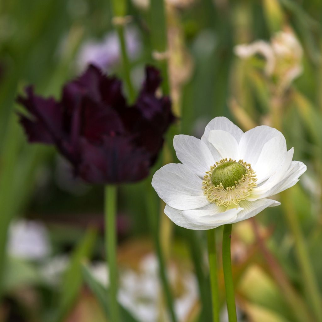 Anemone coronaria The Bride - Klaproos-anemoon