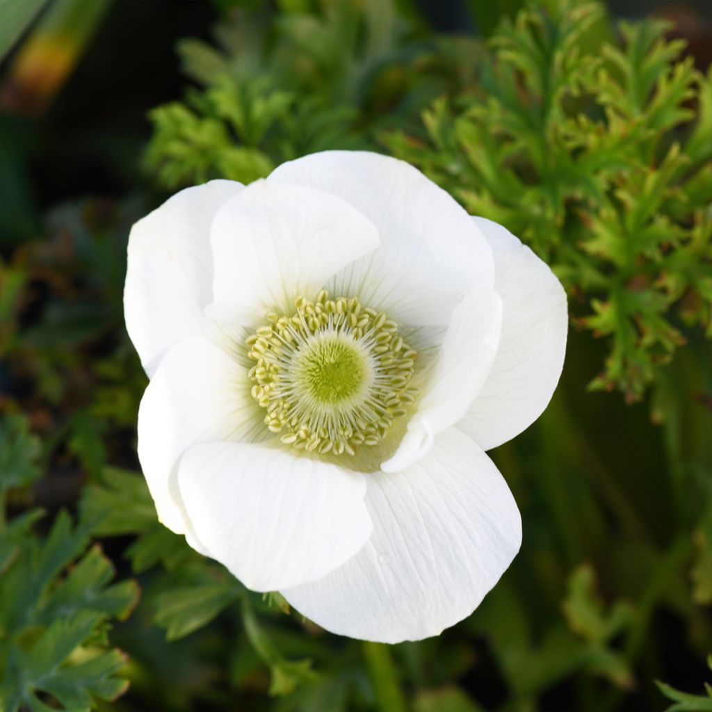Anemone coronaria The Bride - Klaproos-anemoon
