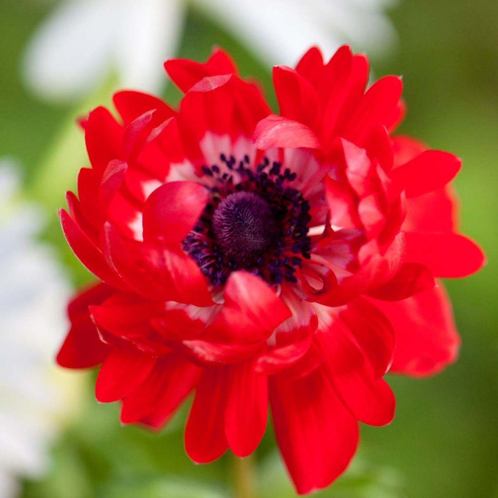 Anemone coronaria The Governor - Anémone de Caen