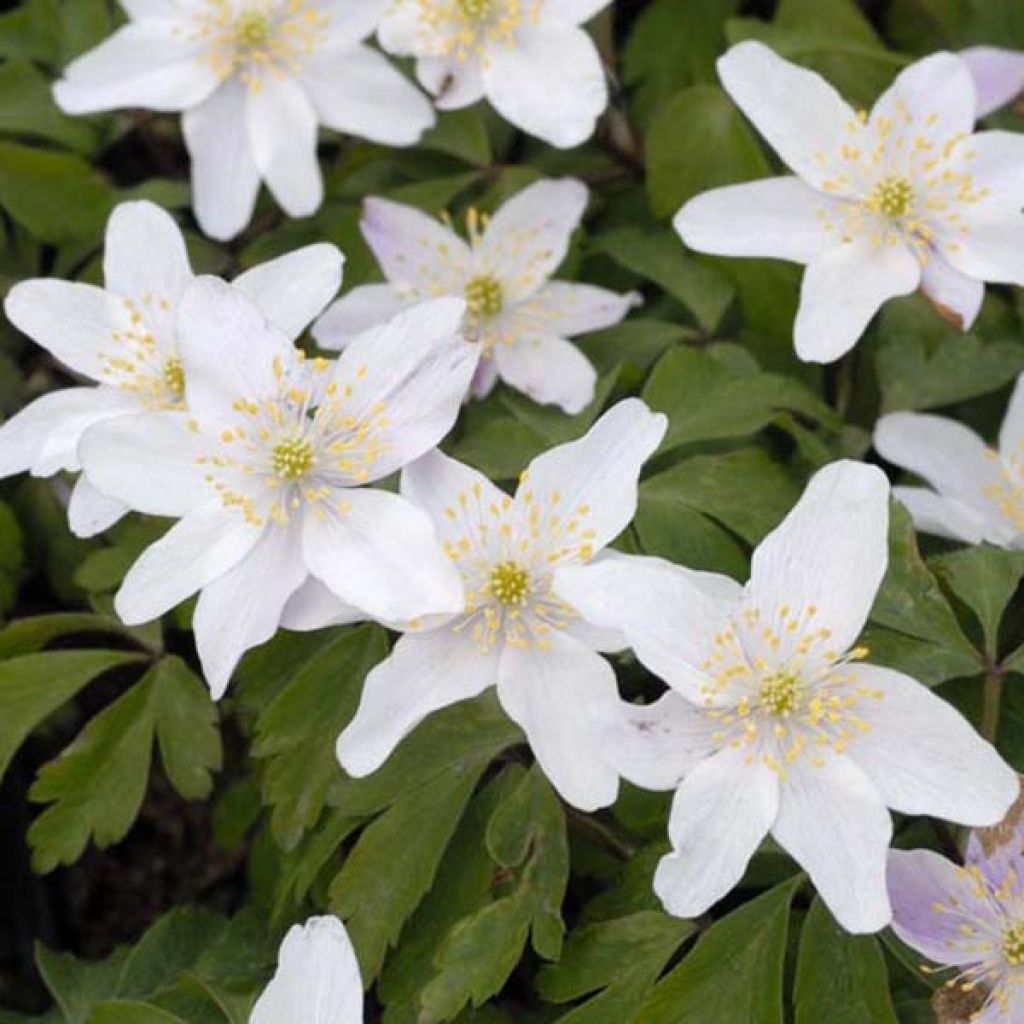 Anemone nemorosa -  Witte bosanemoon