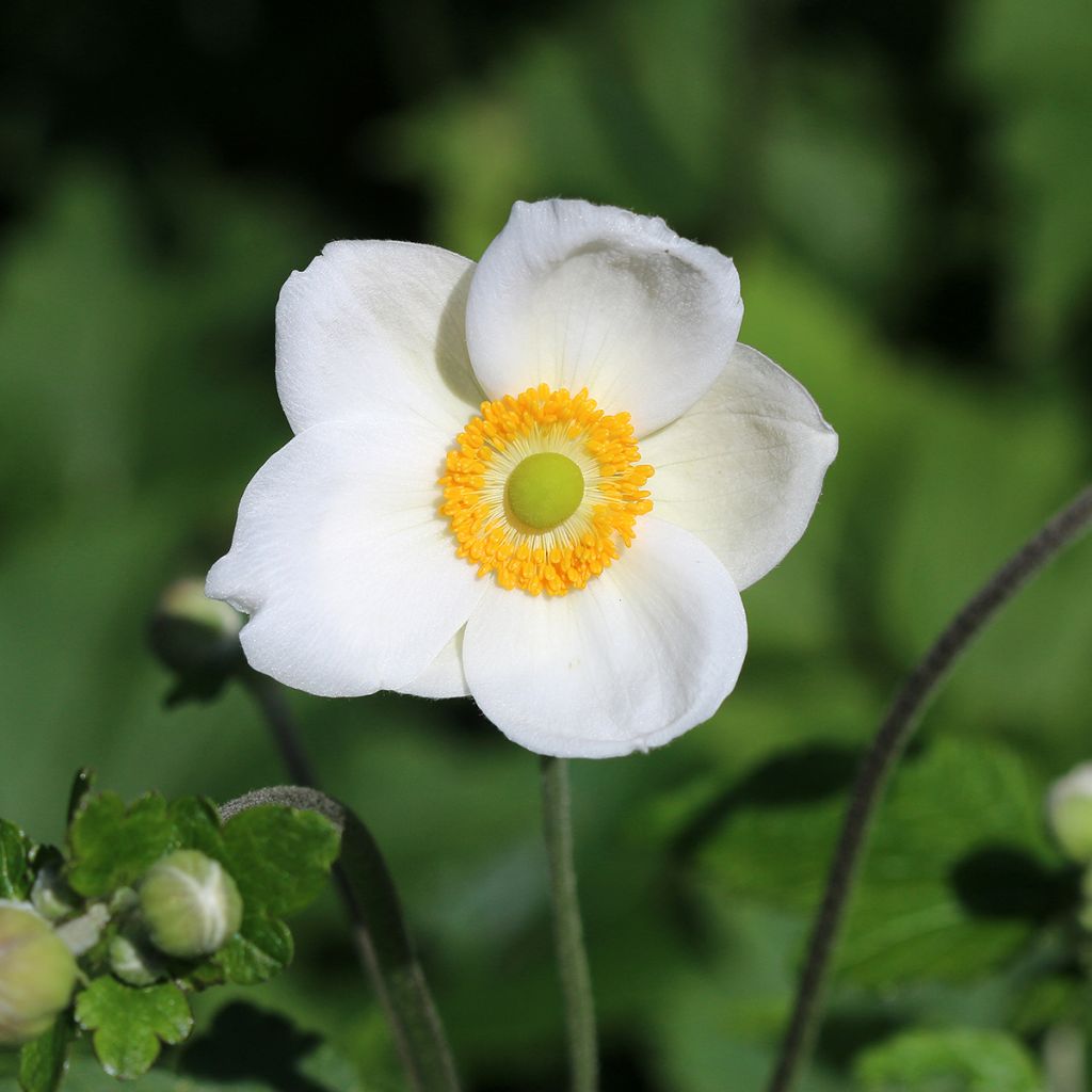 Anemone Honorine Jobert - Herfstanemoon